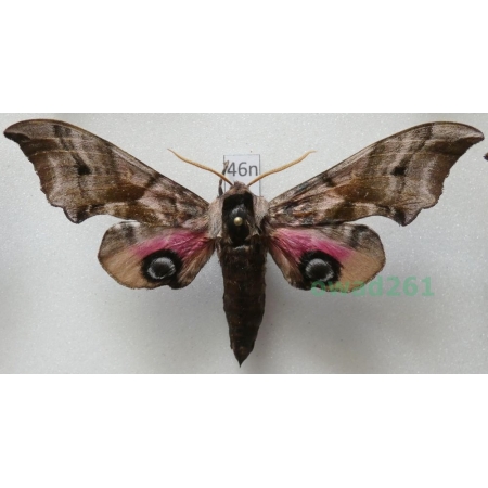 Smerinthus ocellata (Linnaeus, 1758) Poland46n